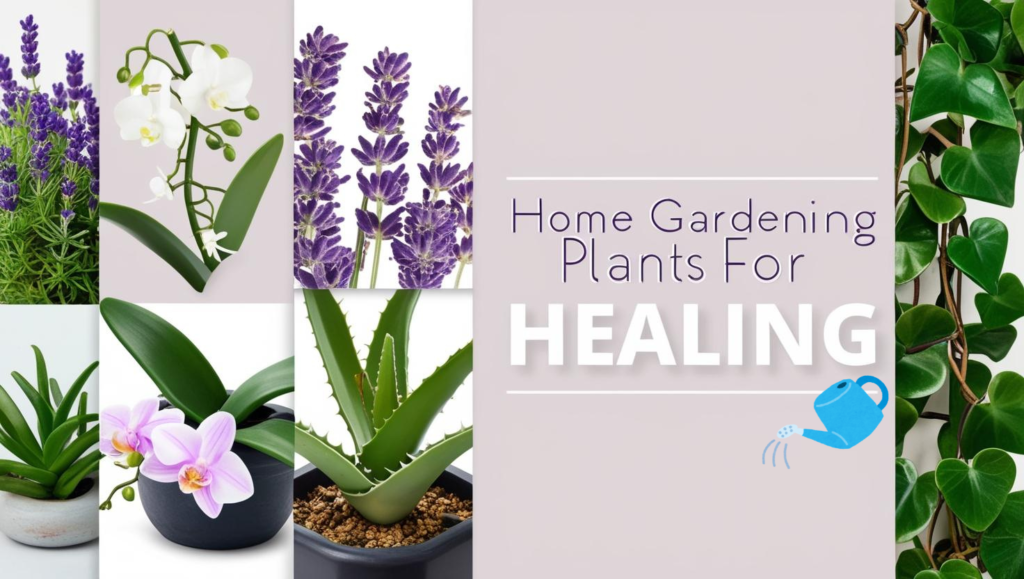 Home gardening plants for healing