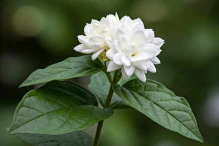 Jasmine Jasmine Plant