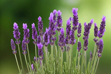 Lavender Blooming lavender plant with purple flowers