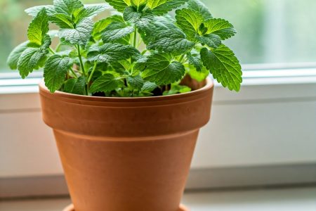 Lemon-Balm Lemon-Balm-Plants That Repel Mosquitoes