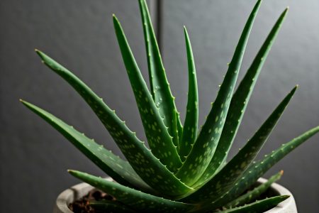 Aloevera plant Aloevera- Home gardening plants for healing