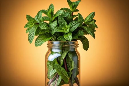 Peppermint Peppermint-Mosquito repelling plants