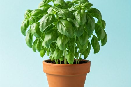 Basil Basil-Mosquito repelling plants