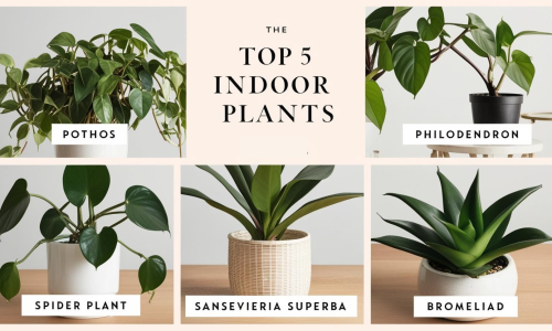 Top 5 Indoor Plants That Thrive Without Sunlight