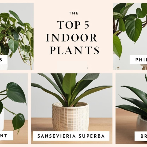 Top 5 Indoor Plants That Thrive Without Sunlight