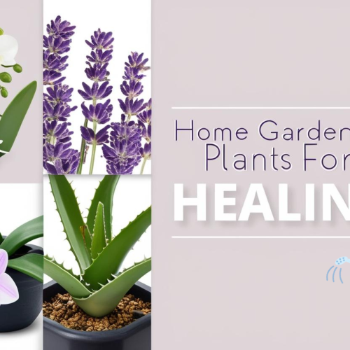 Home Gardening Plants for Healing: Nature’s Best Remedies