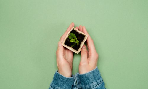 Low-Cost, Low-Maintenance Gardening: A Beginner’s Guide